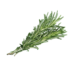 Rosemary Oil