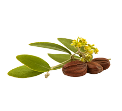 Jojoba Oil