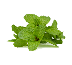 Peppermint Oil