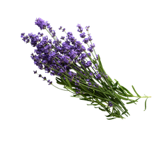 Lavender Oil