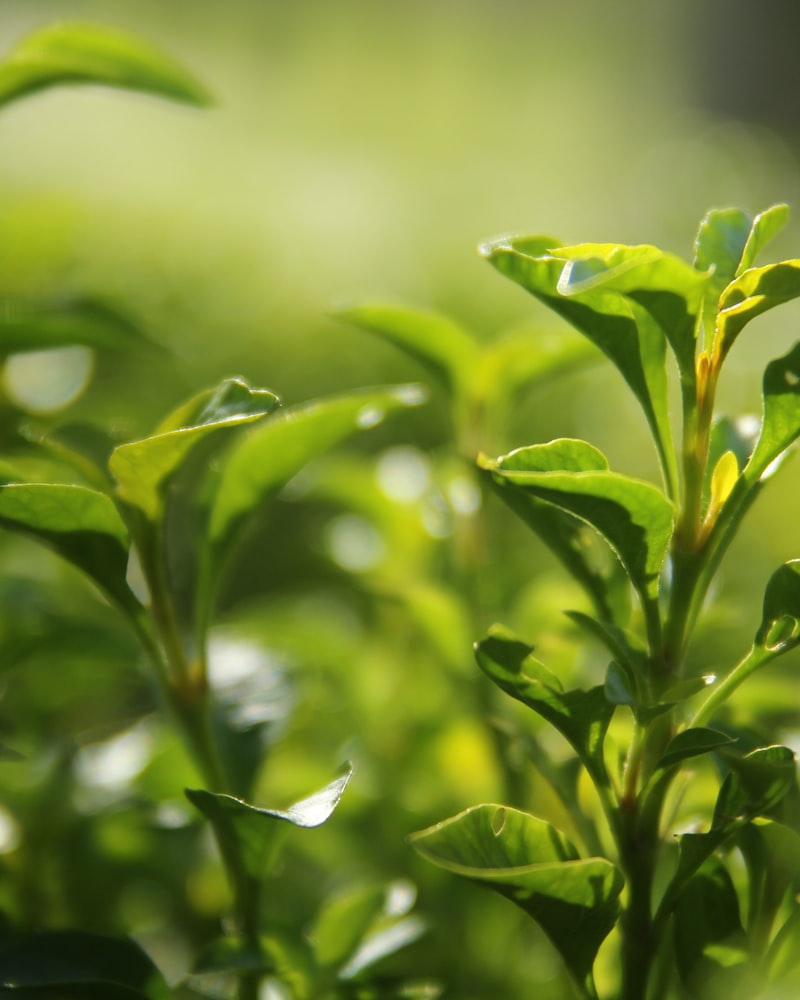 Ginseng Extract